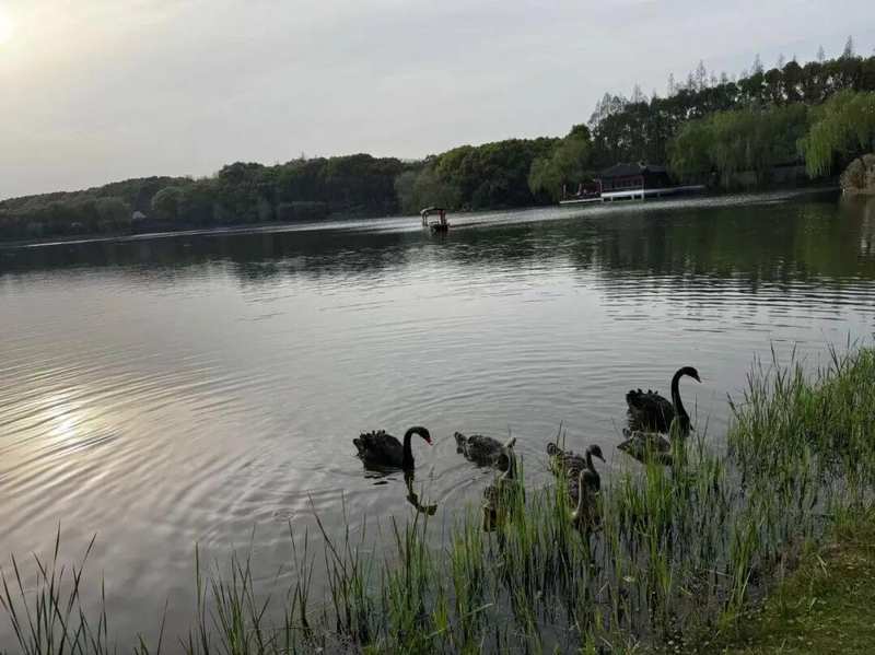 宁王41亿重仓中恒电气：一场算电协同时代的精准卡位战