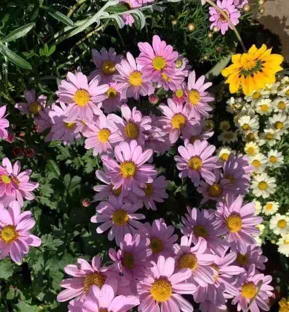  肥水循环系统的技术拆解：让盆栽开花量实现指数级增长的底层逻辑 新闻