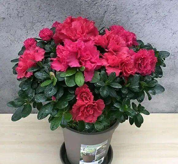  肥水循环系统的技术拆解：让盆栽开花量实现指数级增长的底层逻辑 新闻