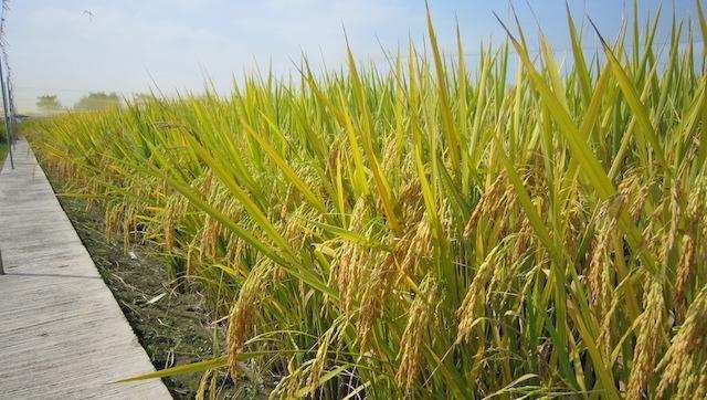  【技术解析】热射病发病机制与危重因素深度剖析：一份来自急诊一线的实战笔记 健康养生